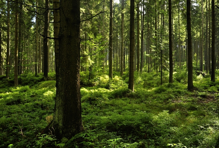 Lesy na Podolánkách, Beskydy